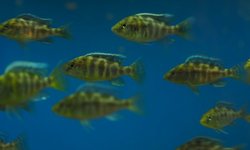 Nimbochromis venustus -group of 6