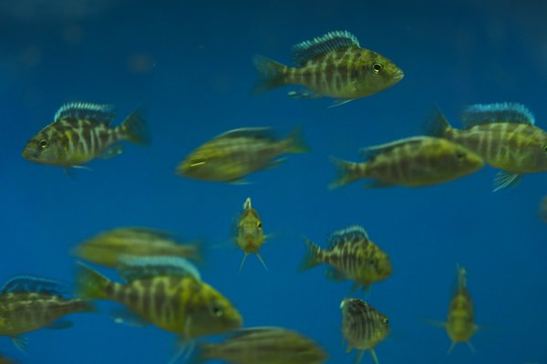 Nimbochromis venustus -group of 6