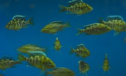 Photo 2 of Nimbochromis venustus -group of 6