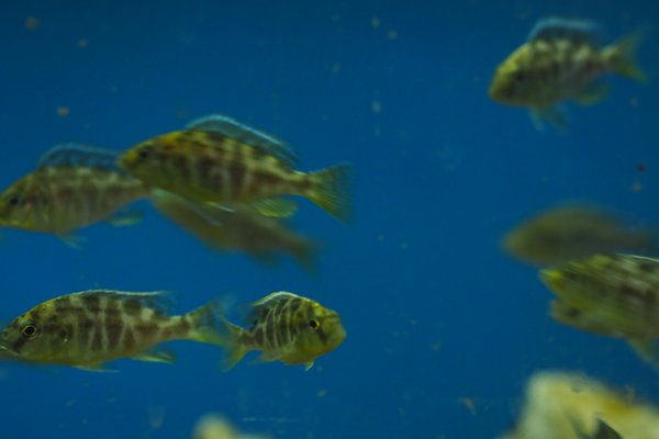 Nimbochromis venustus -group of 6