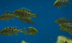 Photo 3 of Nimbochromis venustus -group of 6