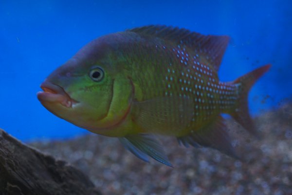 Amphilophus festae - large male
