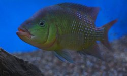 Amphilophus festae - large male