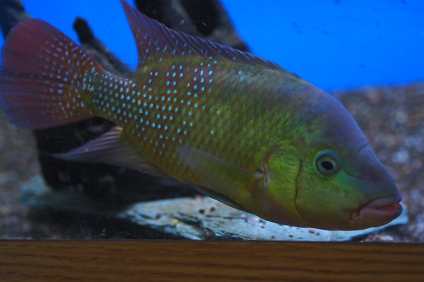 Amphilophus festae - large male