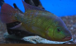 Photo 2 of Amphilophus festae - large male