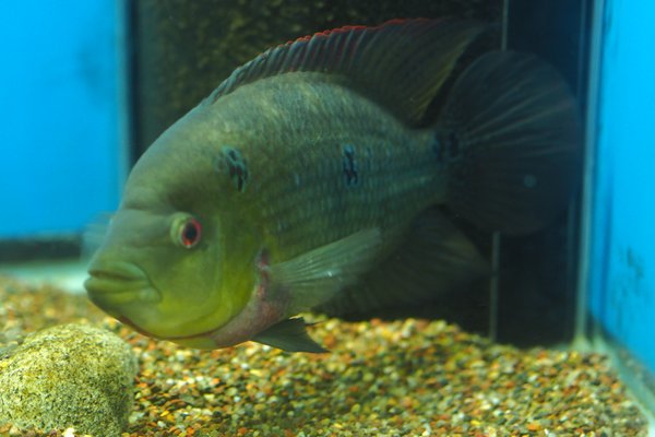 Amphilophus trimaculatus - large male