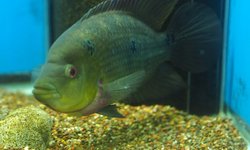 Photo 2 of Amphilophus trimaculatus - large male