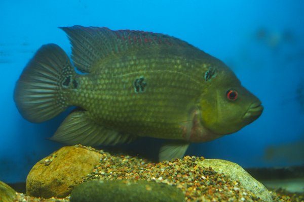 Amphilophus trimaculatus - large male