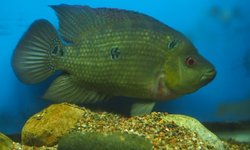 Amphilophus trimaculatus - large male