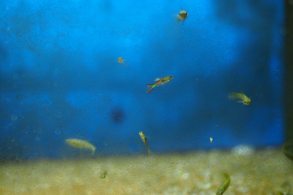 Black Bar Endler's livebearer
