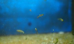 Black Bar Endler's livebearer