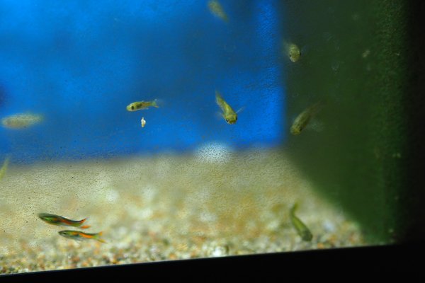 Black Bar Endler's livebearer