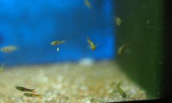 Photo 2 of Black Bar Endler's livebearer