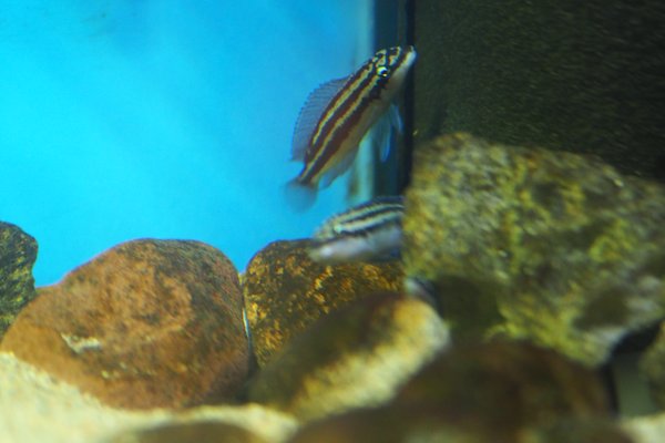 Julidochromis dickfeldi