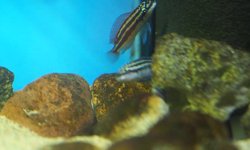 Julidochromis dickfeldi