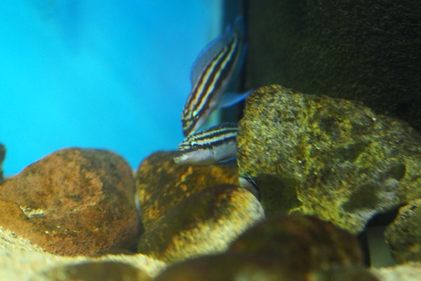 Julidochromis dickfeldi