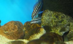 Photo 2 of Julidochromis dickfeldi
