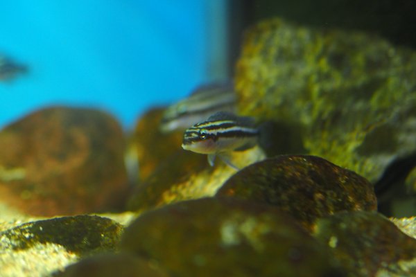 Julidochromis dickfeldi