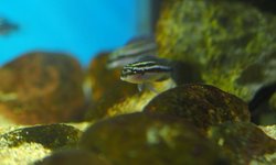 Photo 3 of Julidochromis dickfeldi