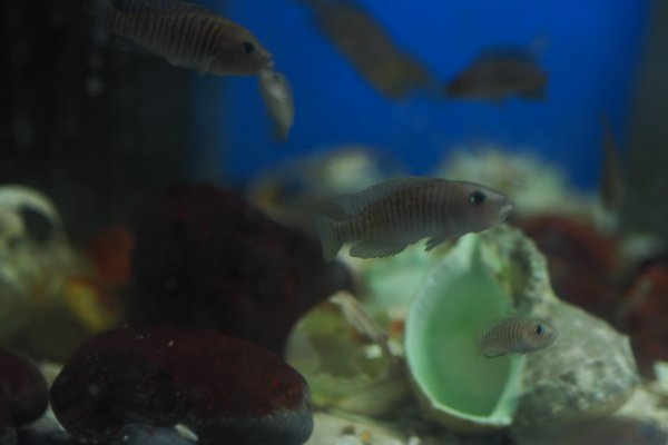 Neolamprologus multifasciatus