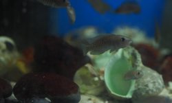 Photo 2 of Neolamprologus multifasciatus