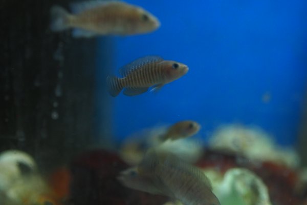 A Neolamprologus multifasciatus from another lot