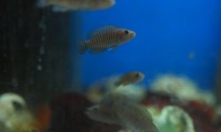 Neolamprologus multifasciatus