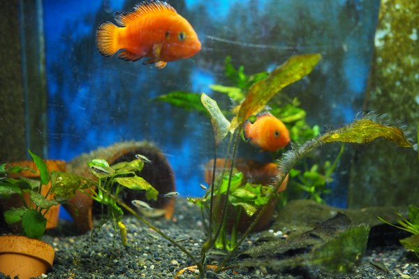 Hemichromis/Rubricatochromis exsul