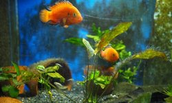 Photo 2 of Hemichromis/Rubricatochromis exsul