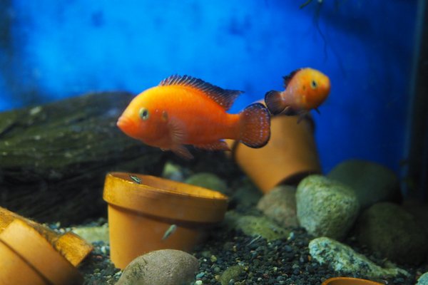 Hemichromis/Rubricatochromis exsul