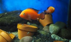 Hemichromis/Rubricatochromis exsul