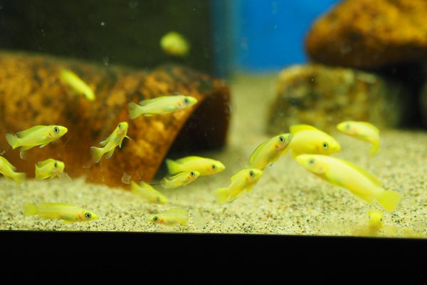 Neolamprologus leleupi "orange"