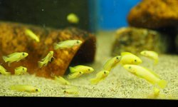 Neolamprologus leleupi "orange"