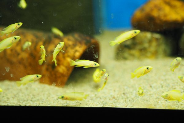 Neolamprologus leleupi "orange"