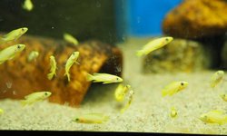 Photo 2 of Neolamprologus leleupi "orange"