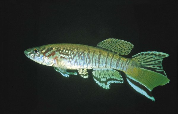 A Fundulopanchax sjoestedti "Warri" from another lot