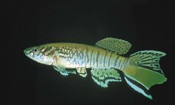 Fundulopanchax sjoestedti "Warri"
