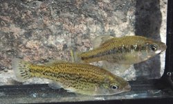 ameca splendens trio