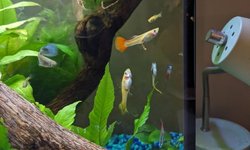 Guppies!