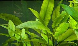 Cryptocoryne wendtii 'Green'