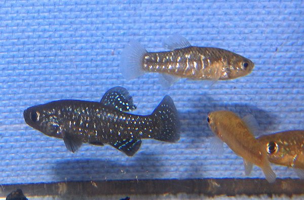 Paraphanius similis “Zengen”
