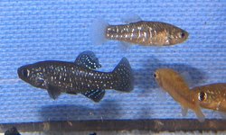 Paraphanius similis “Zengen”