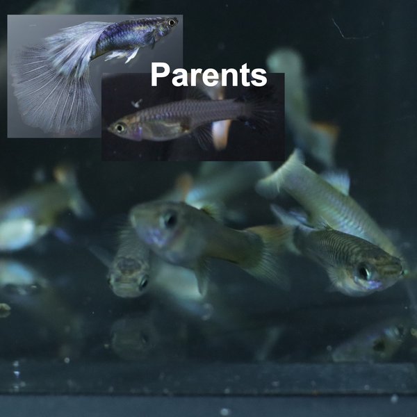 5 juvenile guppies from breeding project