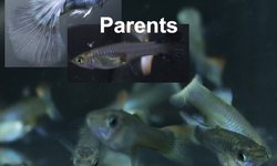 5 juvenile guppies from breeding project