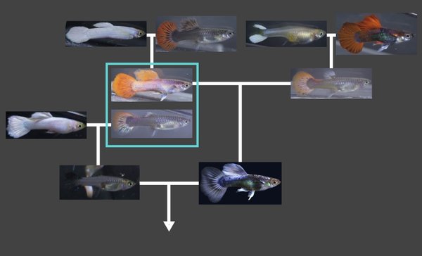 5 juvenile guppies from breeding project