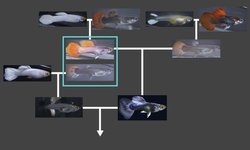 5 juvenile guppies from breeding project
