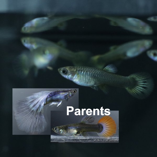 6 juvenile guppies from breeding project