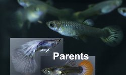6 juvenile guppies from breeding project