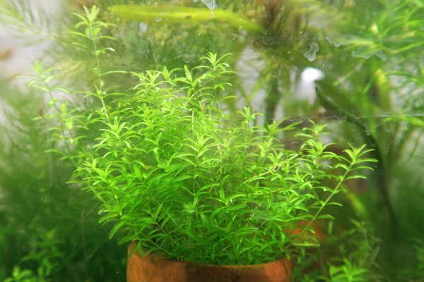 Pearl Weed (Hemianthus micranthemoides)