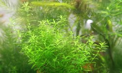 Pearl Weed (Hemianthus micranthemoides)
